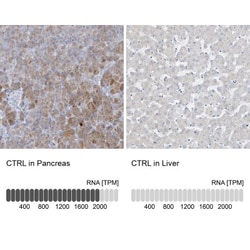 Chymotrypsin-like protease Antibody, Novus Biologicals 0.1mL; Unlabeled:Antibodies,
